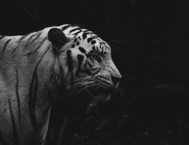 alicia-chong-w5dsoP-W-aw-unsplash